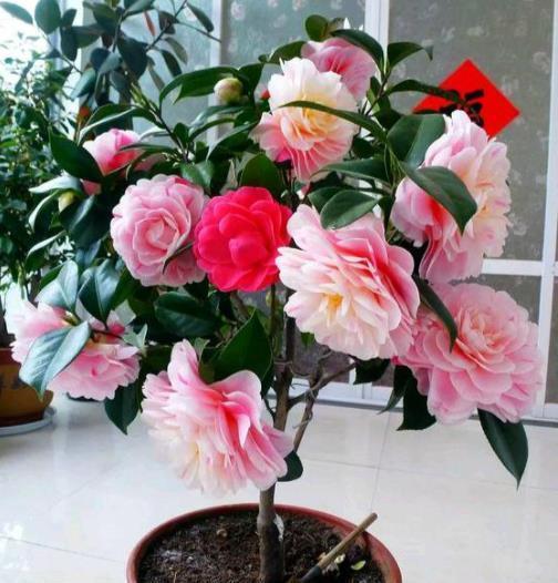 秋冬茶花有“3怕”，掌握不当难开花，避开了花大色艳，开满枝头
