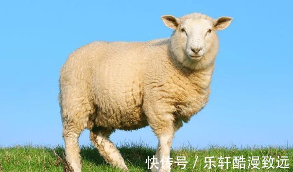 格多金|大金羊哪月出生的属羊人命格多金，贵人易帮扶，看看有你吗