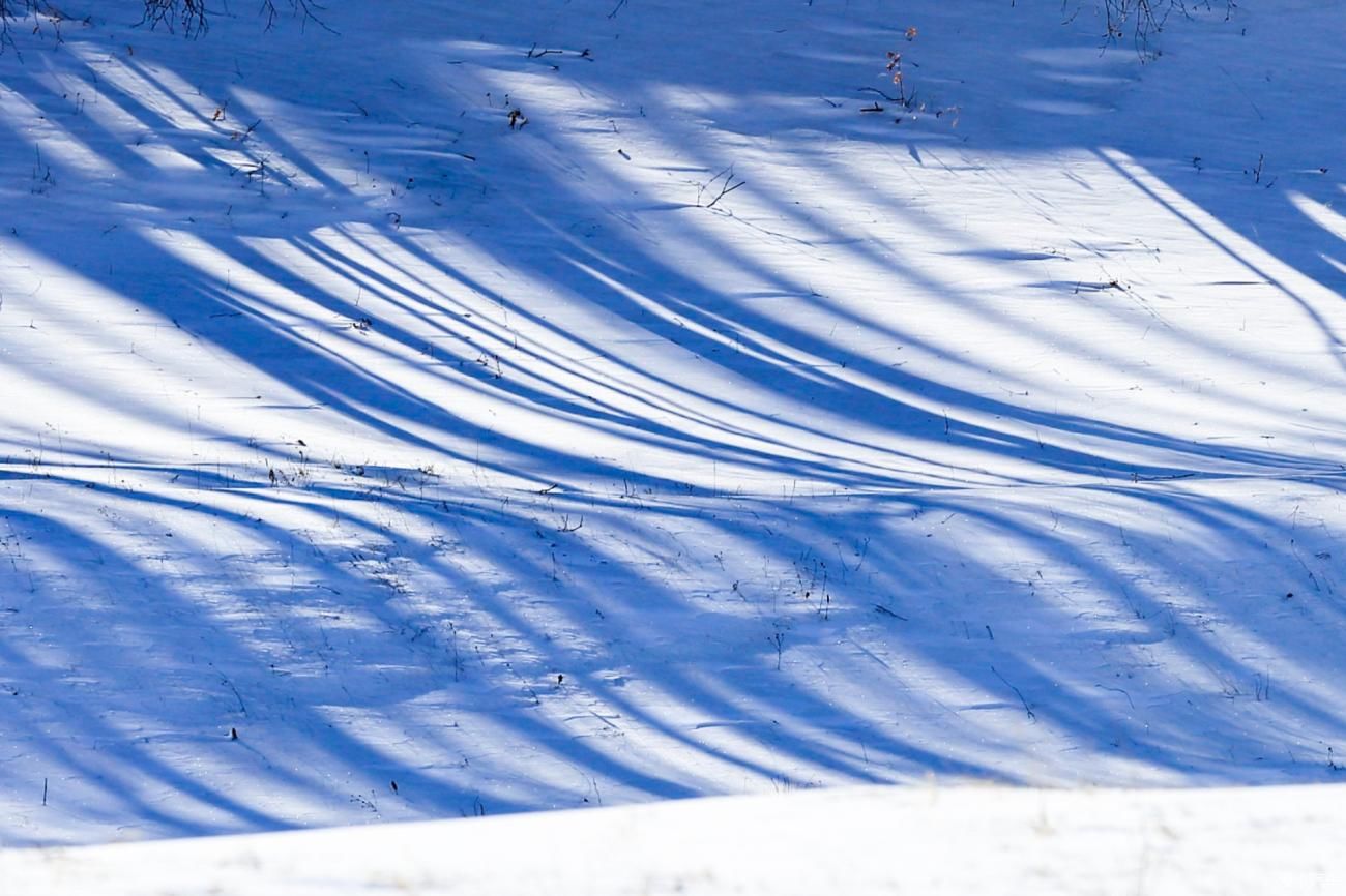 童话世界|【爱卡踏青季】穿行于乌兰布统洁白的童话世界②白桦林间