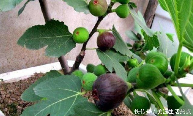 家中院子里,秋天栽3种果树,成活率高,来年早结果!