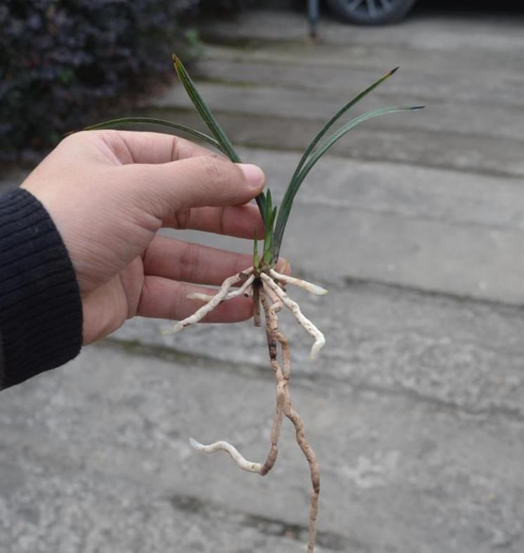  兰花|一株王氏素荷“引种苗”兰花，目前叫价“4140”，到底价值几何？