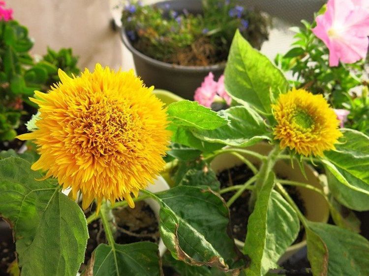 此新型观赏花卉,养护简单,花朵奇特,观赏价值高,盆栽养花选它