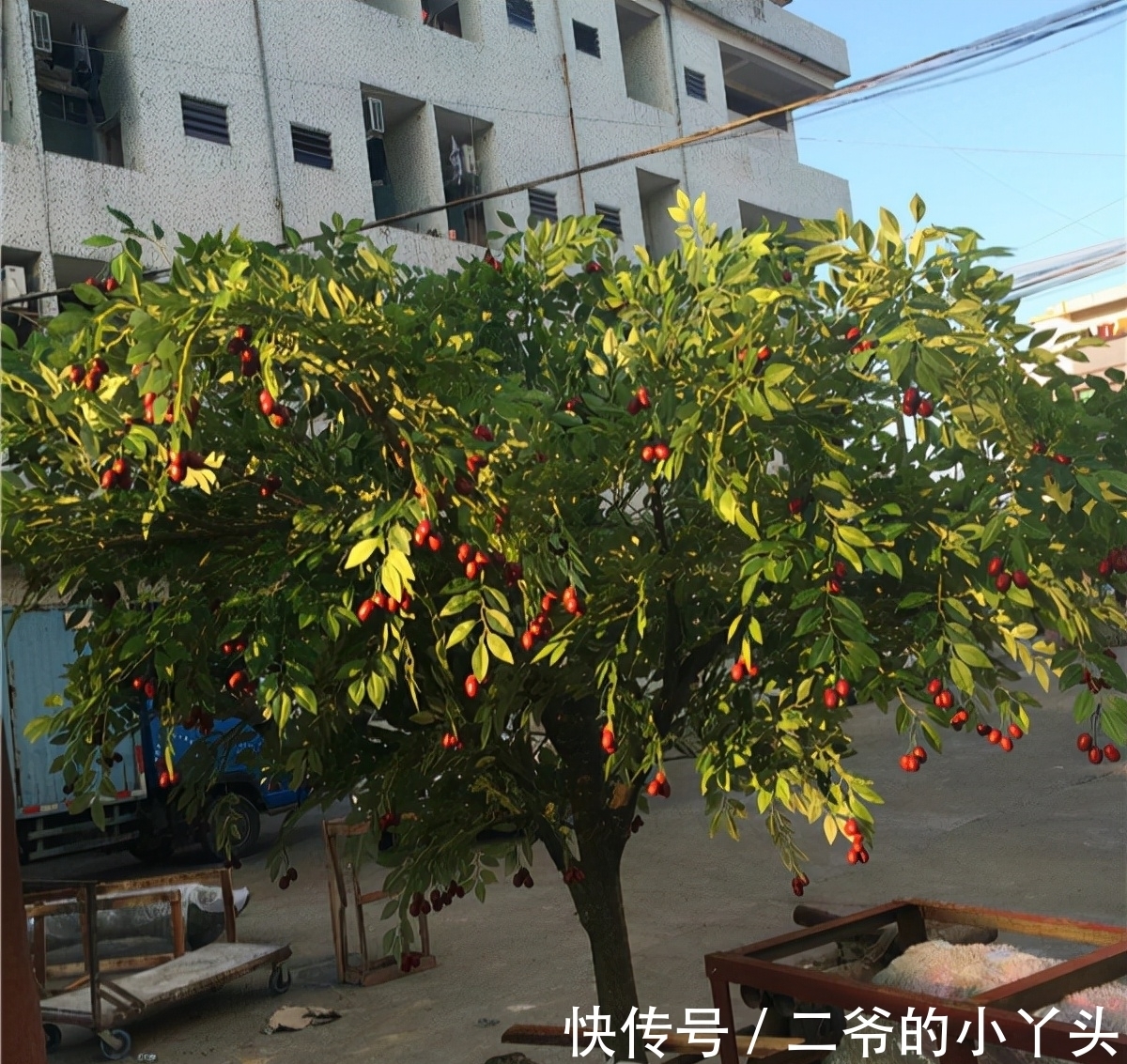 石榴树|家里有院子,就种5种“旺宅树”,观赏收果两不误,吉祥又实用