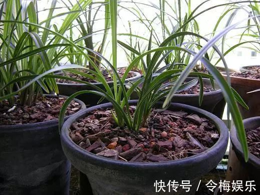 花儿|“养花杀手”通常都有的几个臭毛病,难怪养啥死啥,新手要留心了