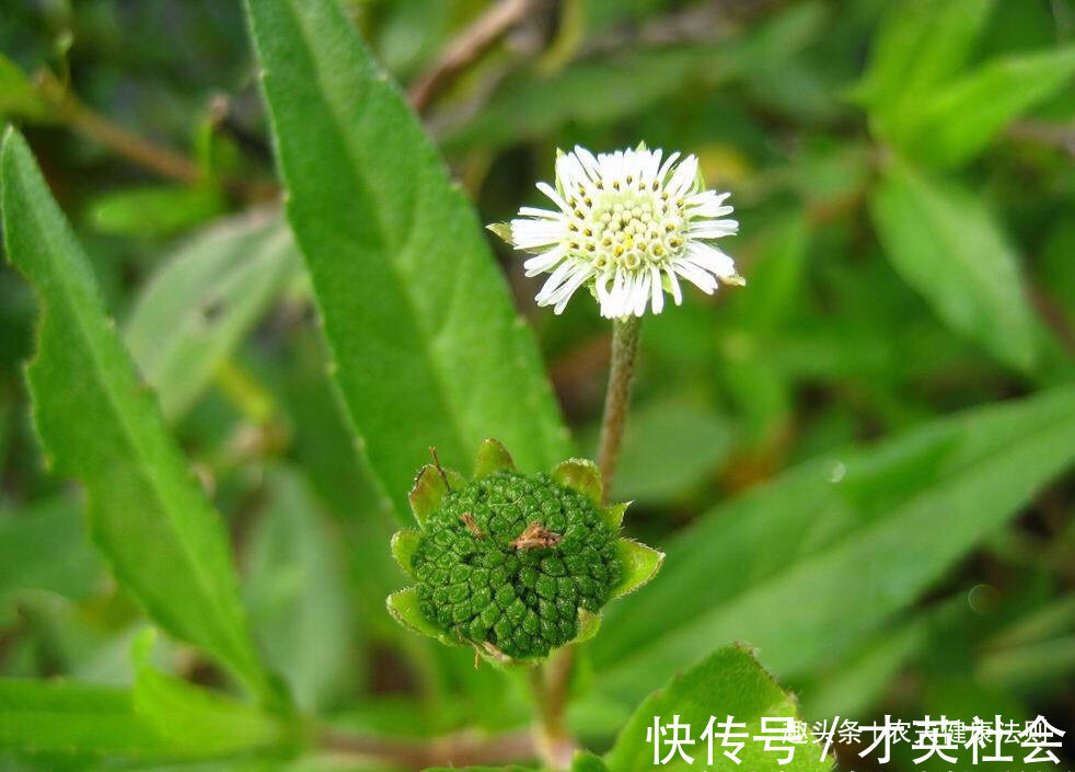 秃头|白发秃头,不用慌!用此物洗头,坚持一段时间白发变黑发,排毒