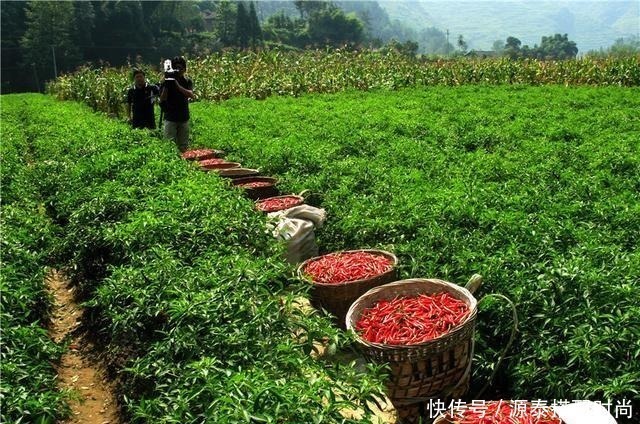 卤水常用的7种辣椒,来认识一下,去异增香提辣,用对了事半功倍