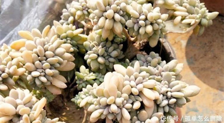 多肉“长不高”,盆里加点“白粉末”,1个月后,不长也得长!