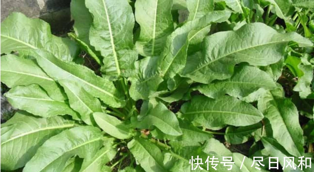 菠菜|一种长得像“菠菜”的野草，真名虽然土，但是药用价值很高