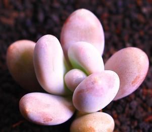 见过这么肥美的多肉吗团圆粉嫩惹人爱,一盆就击中你的心