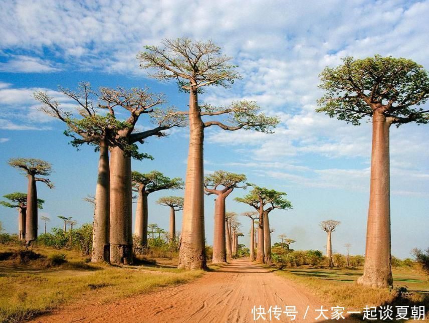杜鹃花树|3棵很珍贵的“宝贝树”，一棵就生长在中国，价值超过1亿