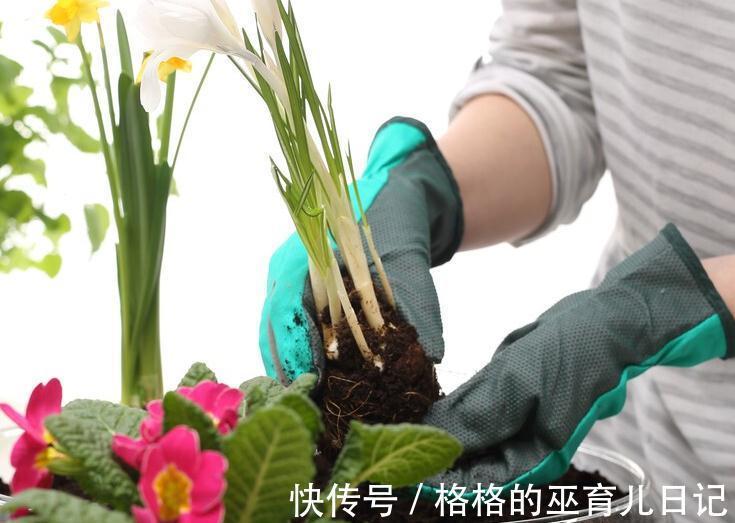 名词|见干见湿,定根水,这些绿植大神口中的专业名词原来是这个意思