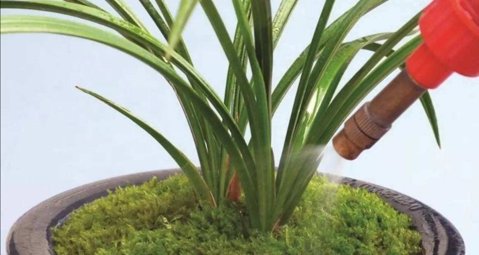 铺设|2种简单的方法,让盆景里长出绿油油的苔藓,漂亮又美观