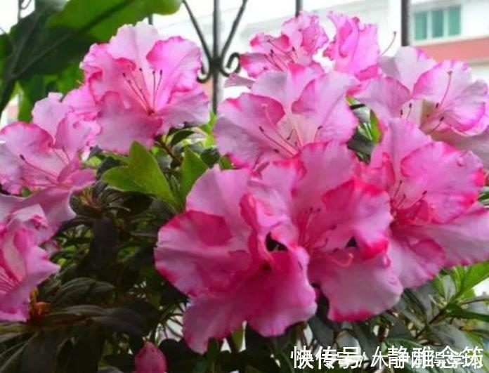 最香的4种花,家养一盆,满屋飘香,花开爆盆美如花