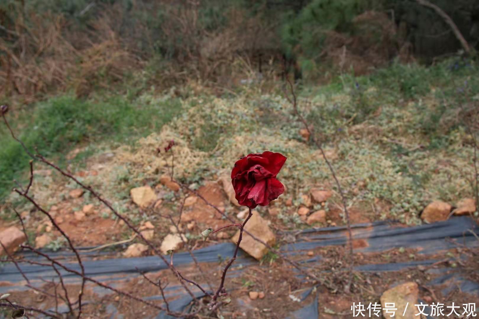 昆明冬日看花