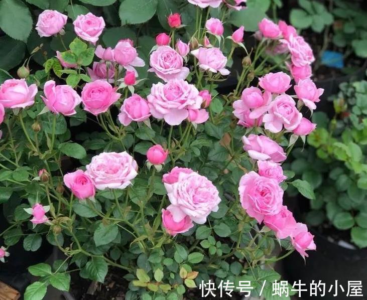 土壤|夏至后,月季盆栽迟迟不复花,是因为少了它