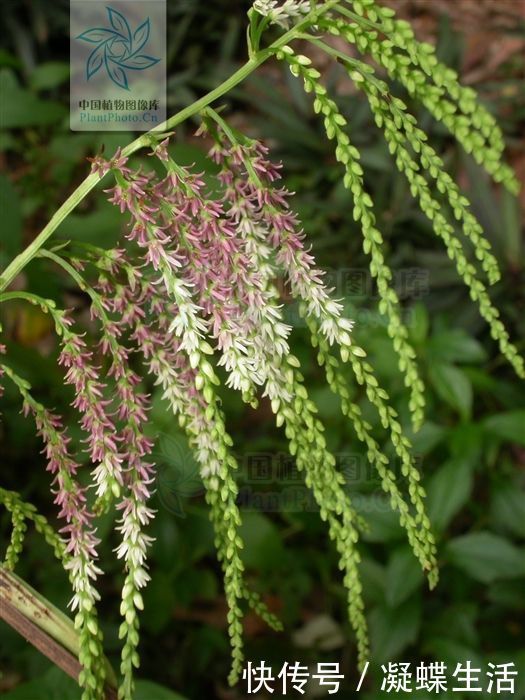 黄药子,见过吗解毒消肿,化痰散结用于甲状腺肿大,癌肿