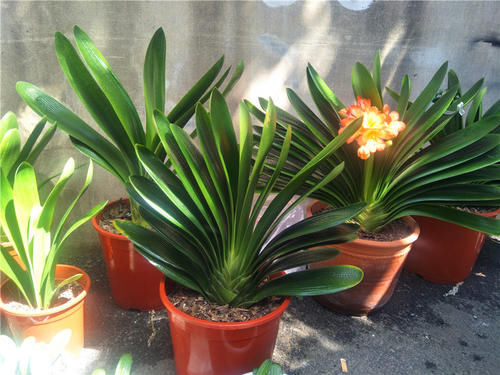 君子兰不长新叶，养护方法问题，及时补救，让君子兰恢复生机