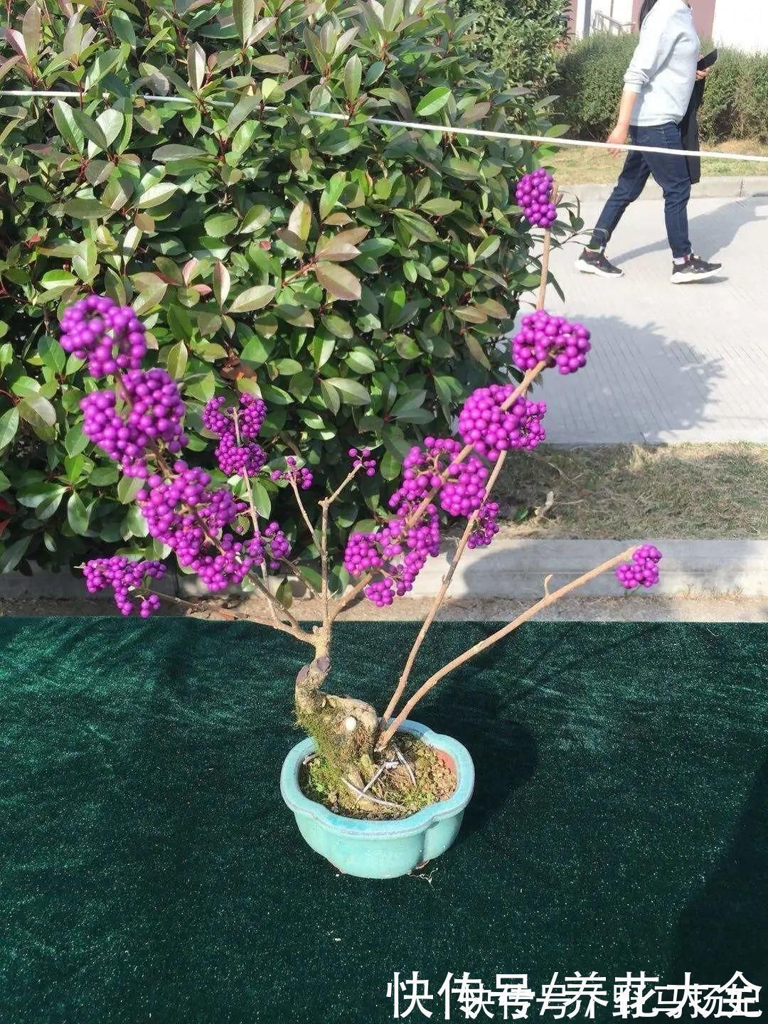 柴烧|农村当柴烧的花,原来可以当盆景,给一千块也不卖