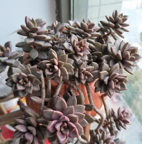 都在养“多肉”?那你见过养了15年的“胧月”,是什么样吗?