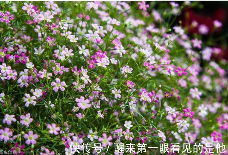 芹叶牡丹|养花就养这几款,全年开花不停,阳台养出小花园