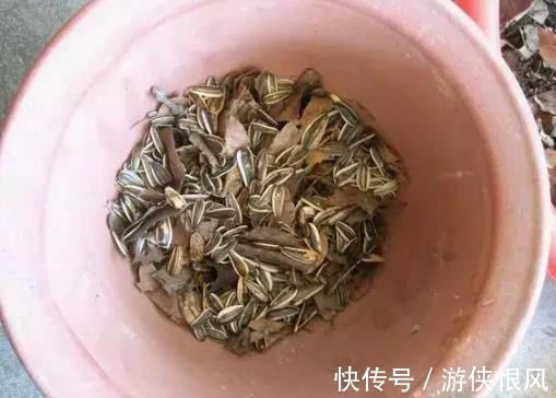 瓜子|君子兰喂点“小零食”,叶片杠杠厚,花箭拔的高,开花大又艳