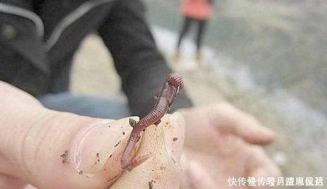 双钩挂蚯蚓野钓,就用这两种调漂方法,操作简单还精准