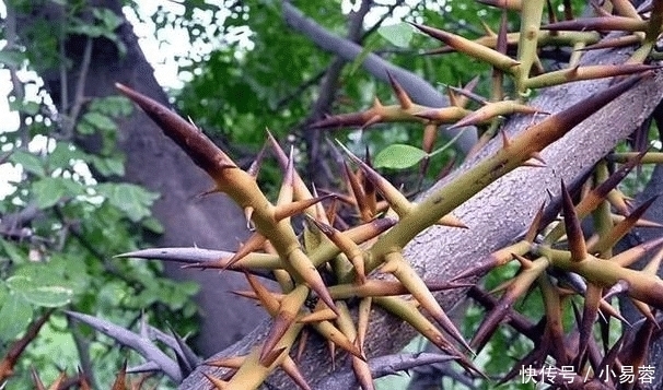 "啥叫文玩硬汉?不管多虐手,说盘就盘"