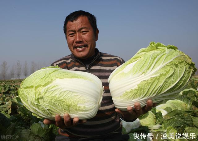 才知道，原来绿叶白菜和黄叶白菜的区别这么大，学会以后别买错了