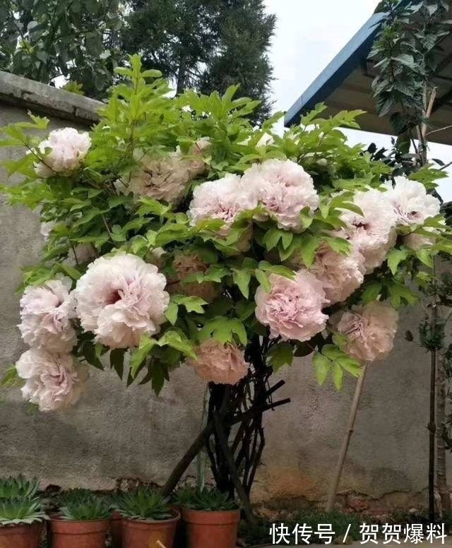 家有五树,儿孙都富!有院子建议栽5种树,看花,收果,寓意吉利