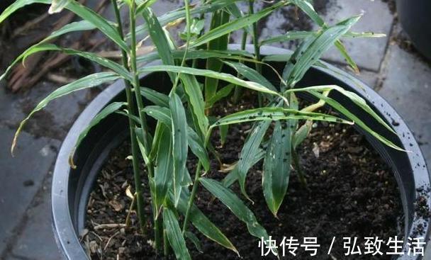 用塑料瓶、油桶做容器种植生姜，牢记处理要诀，食用、赏花不愁