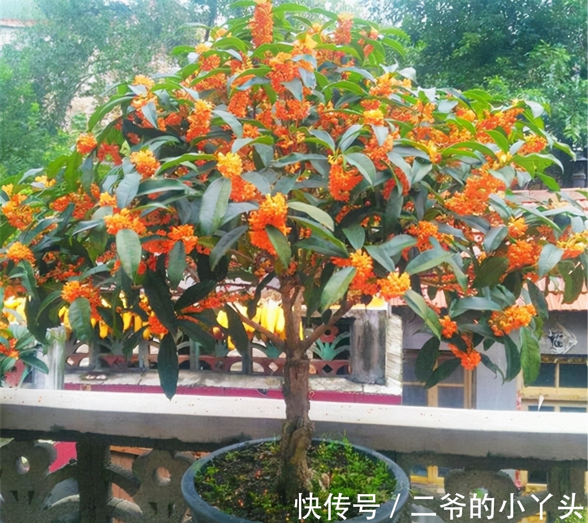 石榴树|家里有院子,就种5种“旺宅树”,观赏收果两不误,吉祥又实用