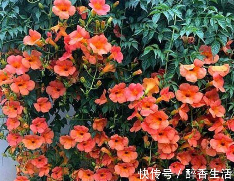 条纹|冬天入手4种花,越晒开花越多,四季开花不断,美极了