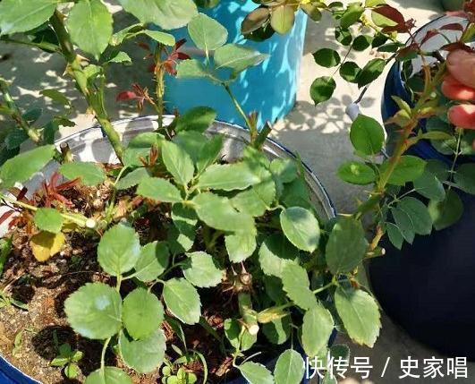 月季修剪后发芽不整齐,常见的3个原因和解决办法