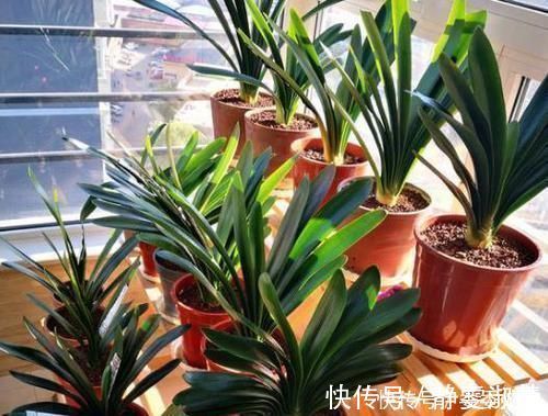 肥料|养护君子兰，2个肥料轮流用，一种长厚叶，一种开大花