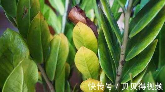 冬季金钱树黄叶不知道怎么办，试试这些办法，保准绿的流油