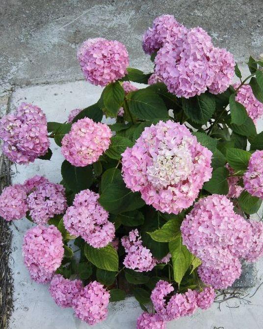 春天|冬天“壮汉花”,个个都“装死”,忍受寒冬,春天花量大增