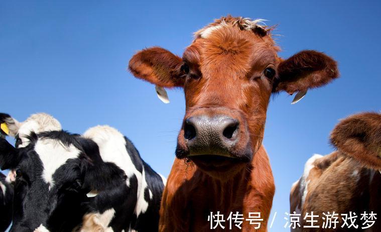 新生|犊牛腹泻的临床症状及防治,你了解多少,来这看看吧