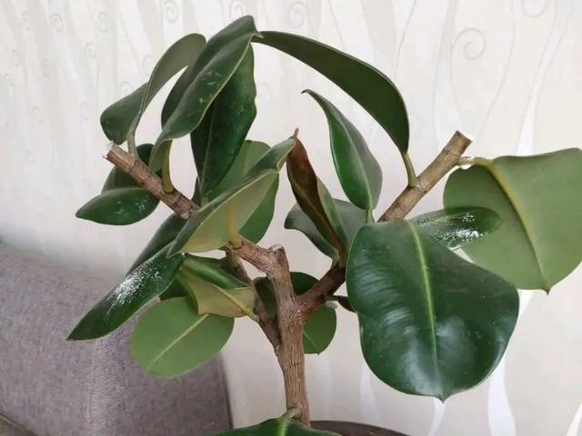 叶子|嫌花长的丑,趁现在砍头,满盆都是新叶子!