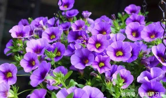 秋天的院子,养点喜欢的花,乐得自在!