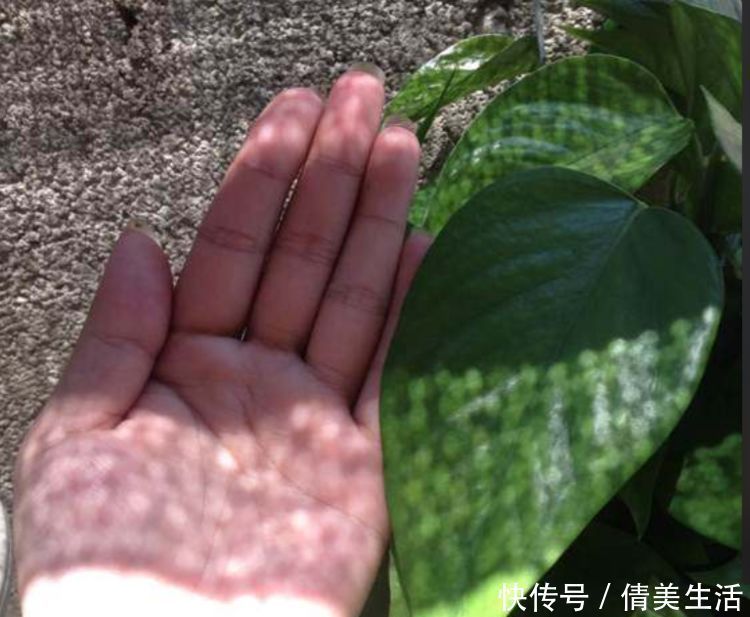 叶子|浇花就用这三种水，叶子油绿开花猛，再也不长虫子