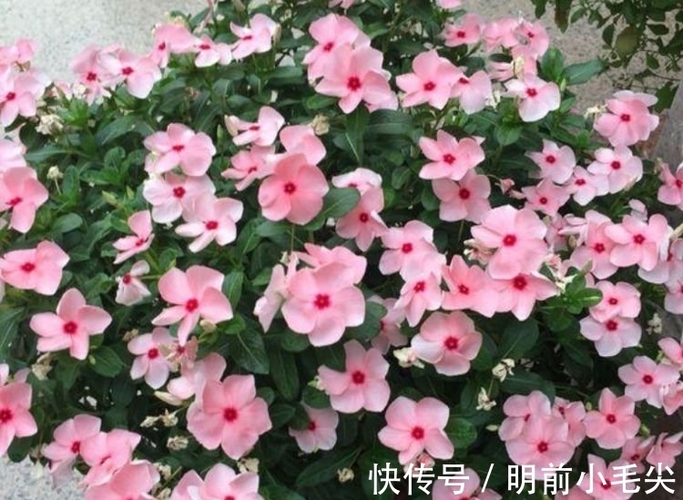 春天就养4种花,越晒越开花,一开就是200天,快养起来吧!