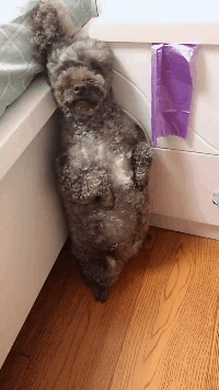 |搞笑GIF：以后孩子再问我他是从哪里来的 我就给他看这个