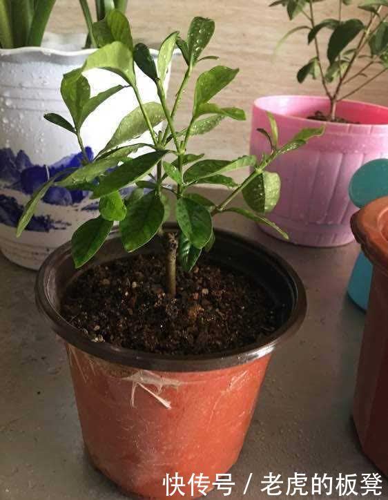 盆栽|栀子花花期要到了,做好3点,花苞多,花朵大又香