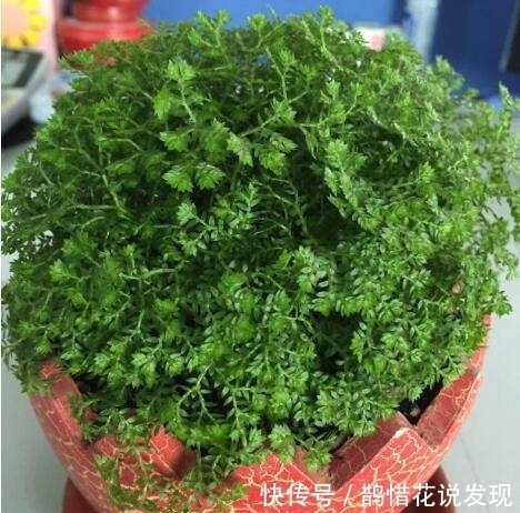 盆栽|婆婆将盆栽绿植当菜吃，品尝了一口后，我瞬间崩溃了