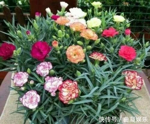 阳台适合养3种花，人养花，花也养人，解毒败火，家家必备！