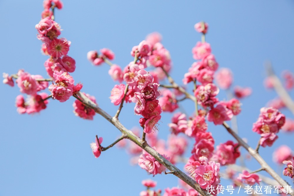 赏景啦！新年添喜色，西昌湿地公园梅花绽放