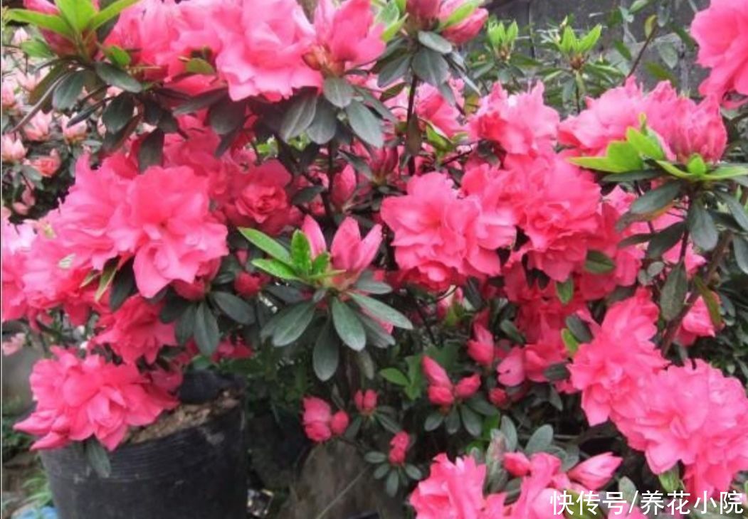 3种喜酸性的花，容易出现黄叶子，要勤浇“酸水”