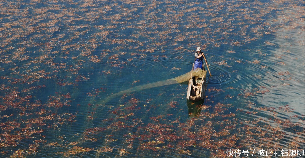 泸沽湖的财富，曾年产50万斤野生鱼，能否改造成人工鱼库？