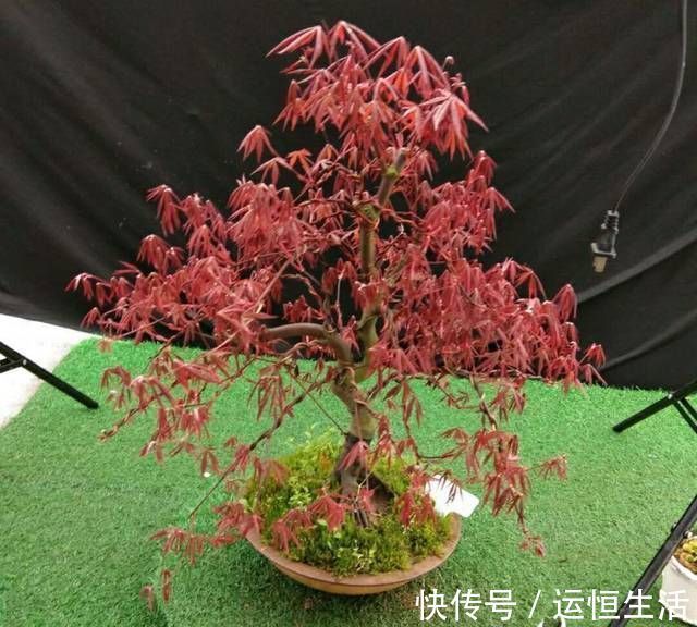 养护的红枫盆景桩头太高了怎么矮化红枫盆景控制高度的方法