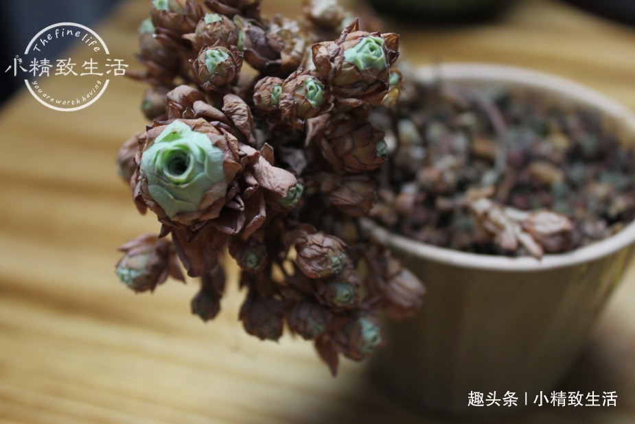 一个小细节 关系多肉安全度夏 这事做得早 肉肉夏天没烦恼 粉紫色 一个小细节 关系多肉安全度夏 这事做得早 肉肉夏天没烦恼 粉紫色